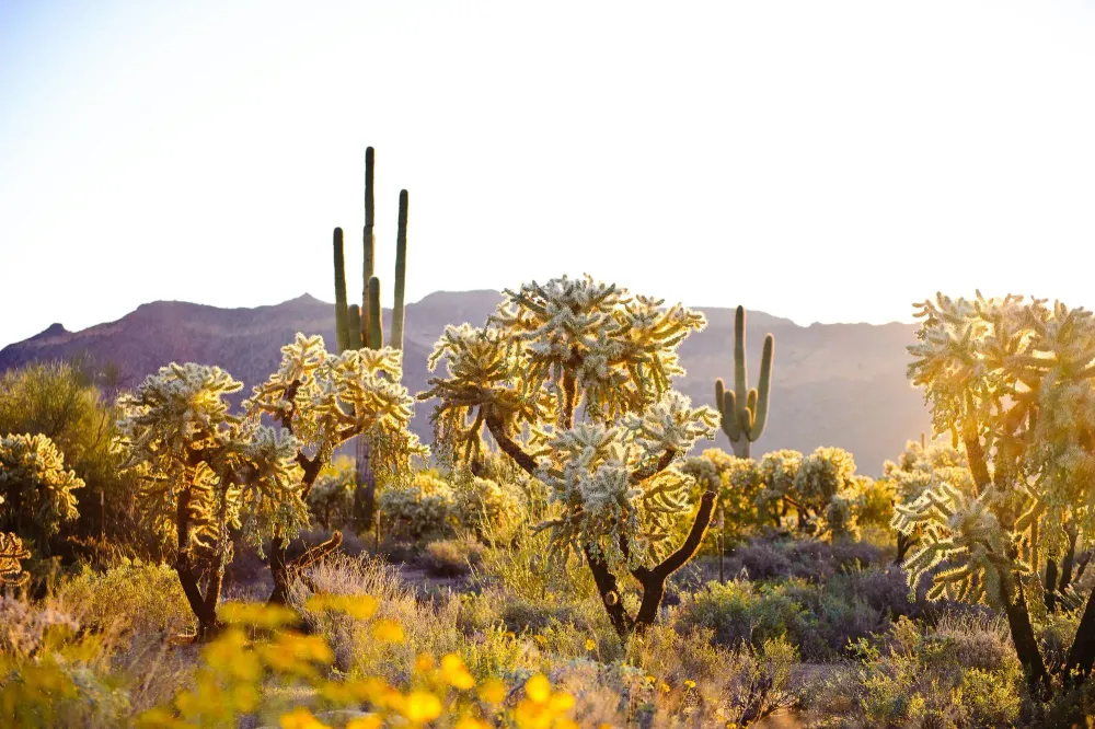 sonora desert arizona